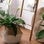 kam-postaviti-spathiphyllum-da-bo-cvetela-5-najboljsih-mest-v.webp.webp